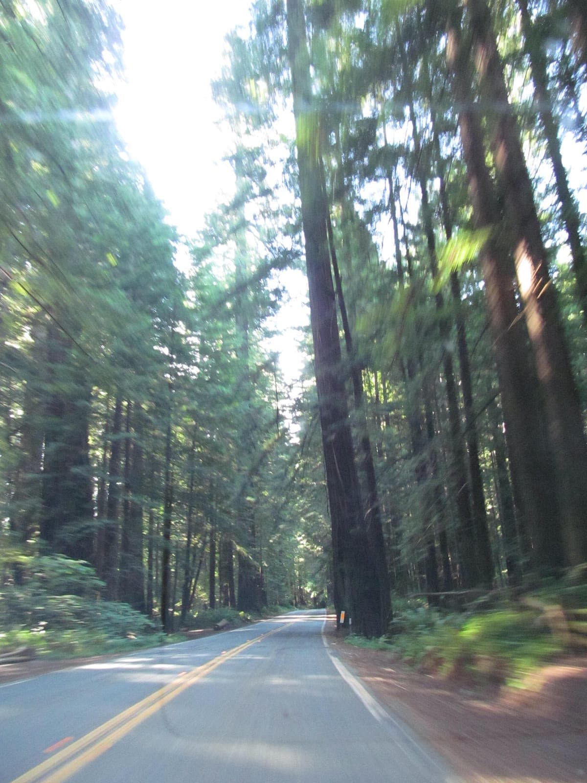 Giant coast redwoods along the Avenue of the Giants in Humboldt County, California